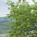 0372-Weichselboom-Prunus-mahaleb-rocky-places-hedges-margins-of-t