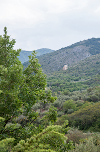 0374-landschap-olijfboomgaarden