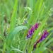 0374-vicia-villosa