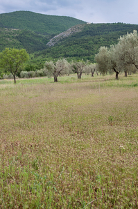 0375-landschap-olijfboomgaarden