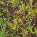 0377-Akkerboterbloem-Ranunculus-arvensis-fields