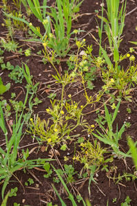 0377-Akkerboterbloem-Ranunculus-arvensis-fields