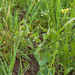 0379-doorwas-Bupleurum-spec-fields
