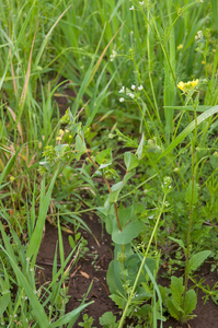 0379-doorwas-Bupleurum-spec-fields