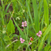 0380-Borstelscherm-Turgenia-latifolia-uncultivated-land-fields