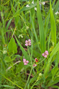 0380-Borstelscherm-Turgenia-latifolia-uncultivated-land-fields