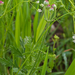 0381-Borstelscherm-Turgenia-latifolia-uncultivated-land-fields