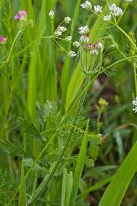 0381-Borstelscherm-Turgenia-latifolia-uncultivated-land-fields