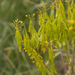 0006-wede  isatis tinctoria arid uncultivated land.