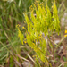 0007-wede  isatis tinctoria arid uncultivated land.