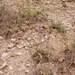 0008-duitse-andoorn stachys germanica arid pastures