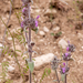 0009-duitse-andoorn stachys germanica arid pasture