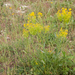 0010-wede isatis tinctoria arid uncultivated land