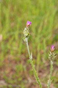 0011-Carduus pycnocephalus ruderal environments