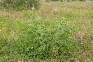 0015-mariadistel-silybum-marianum-uncultivated-land-ruderal-envir