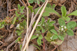 0016-ruwe-klaver-trifolium-scabrum-arid-meadows