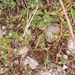 0017-ruwe-klaver-trifolium-scabrum-arid-meadows