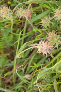 0018-trifolium-squarrosum-arid-pastures