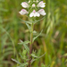 0019-bartsia-trixago-arid-meadows