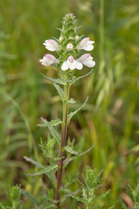 0019-bartsia-trixago-arid-meadows