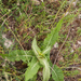 0020-grote-kaardebol-dipsacus-fullonum-humid-uncultivated-land,-c