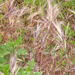 0021-bromus-madritensis-arid-uncultivated-land