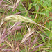 0022-bromus-hordeaceus-garigue