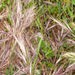 0022-bromus-madritensis-arid-uncultivated-land