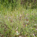 0024-anthemis-tinctoria-cota-tinctoria-arid-pastures,-ruderal-env