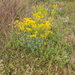 0025-wede-isatis-tinctoria-arid-uncultivated-land