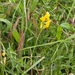 0027-veldlathyrus-meadows,-scrub