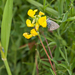 0028-veldlathyrus-meadows,-scrub