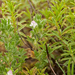 0041-ononis-reclinata-small-restharrow-arid-meadows