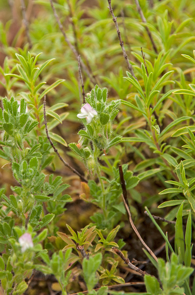 0041-ononis-reclinata-small-restharrow-arid-meadows