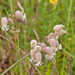0042-blaassilene-silene-vulgaris-screes