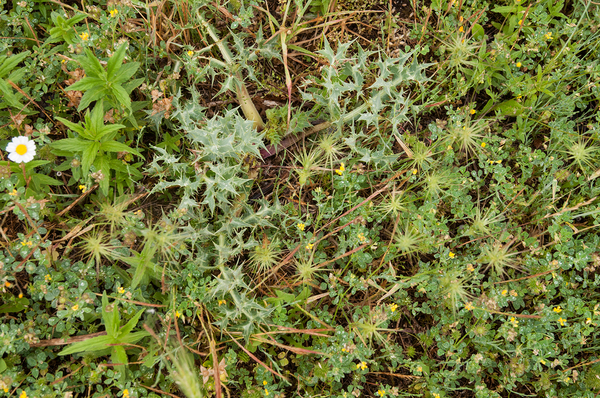 0045-kruisdistel-eryngium-campestre-arid-pastures