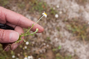 0046-anthemis-arvensis-valse-kamille-uncultivated-areas,-arid-pas