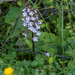 0002-purperorchis