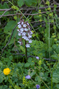 0002-purperorchis
