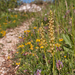 0008-Poppenorchis-Aceras-anthropophorum-arid-meadows,-sprea-from-