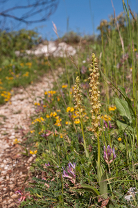 0008-Poppenorchis-Aceras-anthropophorum-arid-meadows,-sprea-from-