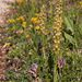 0009-Poppenorchis-Aceras-anthropophorum-arid-meadows,-sprea-from-