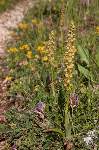 0009-Poppenorchis-Aceras-anthropophorum-arid-meadows,-sprea-from-