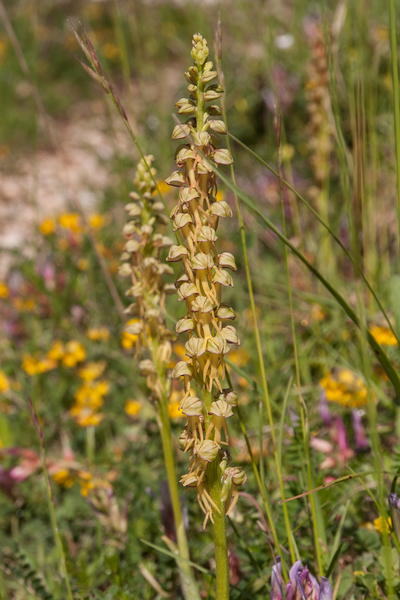 0010-Poppenorchis-Aceras-anthropophorum-arid-meadows,-sprea-from-