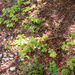 0013-lathyrus-venetus-en-lathyrus-vernus