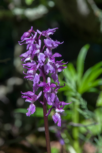 0016-Mannetjesorchis-Orchis-mascula-cool-pastures-glades