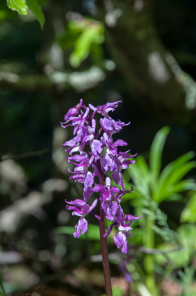 0017-Mannetjesorchis-Orchis-mascula-cool-pastures-glades