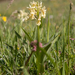 0028-vlierorchis