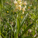 0029-vlierorchis