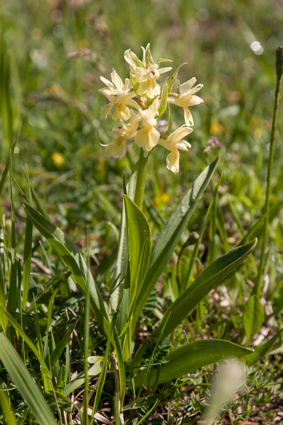 0029-vlierorchis